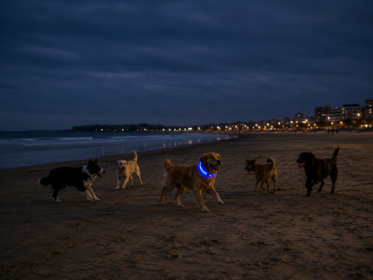 Collier Led pour chien